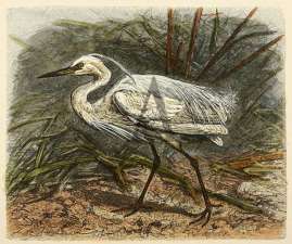 Little Egret Australian - Various artists