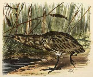 Common Bittern in the Various Postures Australian