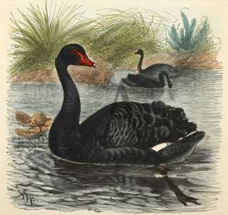 Black Swan. Australian