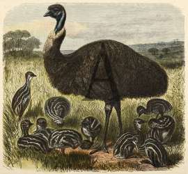 Emeu and Chicks. Australian - Various artists