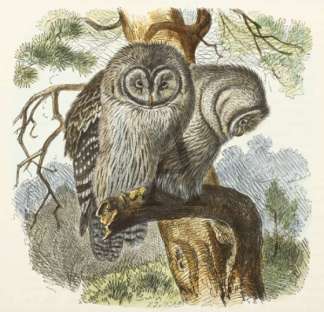 Ural Owl General / Global