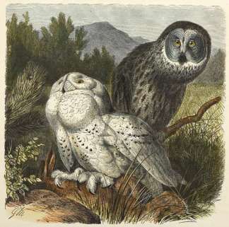 Snowy Owl and Lapp Owl. General / Global