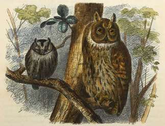 Scops Owl and Long-eared Owl General / Global
