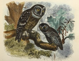 Tengmalm's Owl and Pigmy Owl.