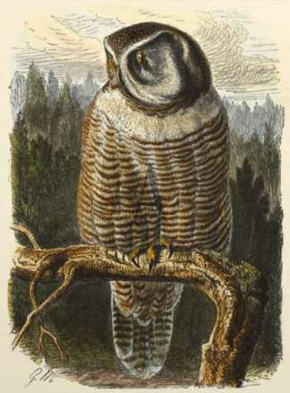 The Hawk-Owl. General / Global The Hawk-Owl. General / Global