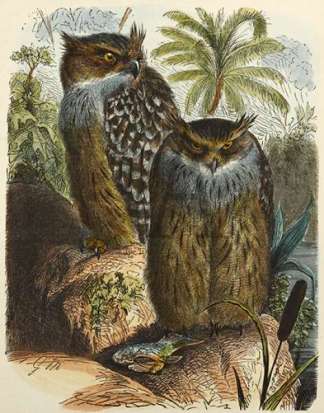 Indian Fish-Owl General / Global