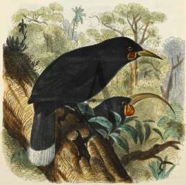 Male and Female Huias.