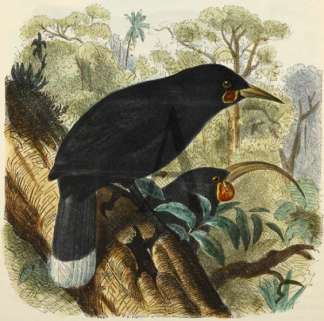 Male and Female Huias. General / Global