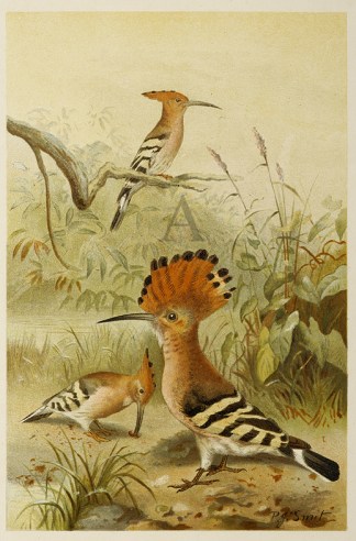 Hoopoes General / Global