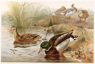 Wild Duck General / Global