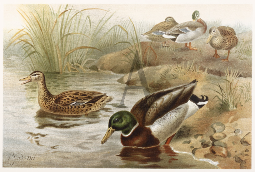 Wild Duck - Antique Print from 1893