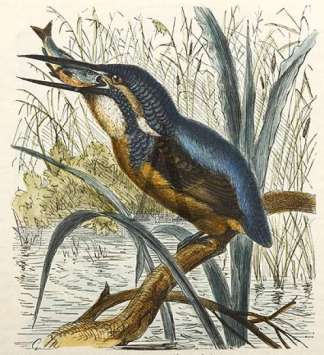 The Kingfisher Australian