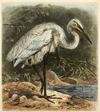 Great White Heron Australian