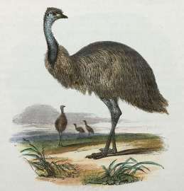 Emu. Australian - Various artists Emu.