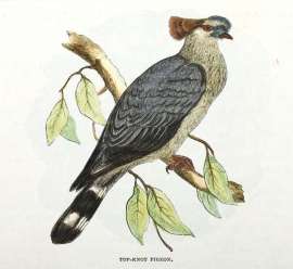 Top-Knot Pigeon Australian - Various artists