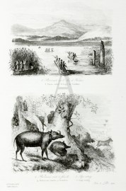 3.Promenade sur le Lac de Tondane. 3. Paseo sobre el Lago de Tondano. 4. Babiroussas male et femelle. 4. Babirusas macho y hembra. 5. Sapi-outang. Sapi-utang.