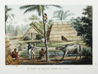 Ile Timor: Vue Prise Aux Environs De Cou… Timor