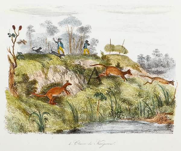 Chase du Kangarou - Antique Print from 1843