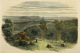 View from One-Tree Hill Fern-Tree Gully.