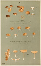 Agaricus (Naucoria) Rubricatus.