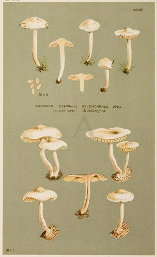 Agaricus (Flamula) Scambus. Fruits, Herbs, Medicinal, Spices, Vegetables