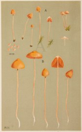 Agaricus (Galera) Hypnorum Fruits, Herbs, Medicinal, Spices, Vegetables