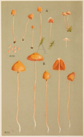 Agaricus (Galera) Hypnorum Fruits, Herbs, Medicinal, Spices, Vegetables