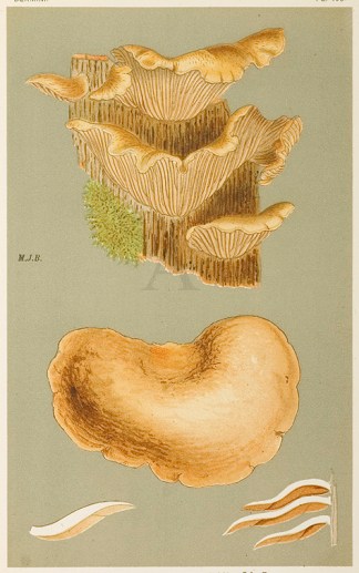 Agaricus (Crepidotus) Mollis. Fruits, Herbs, Medicinal, Spices, Vegetables