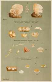 Agaricus (Crepidotus) Pezizoides.