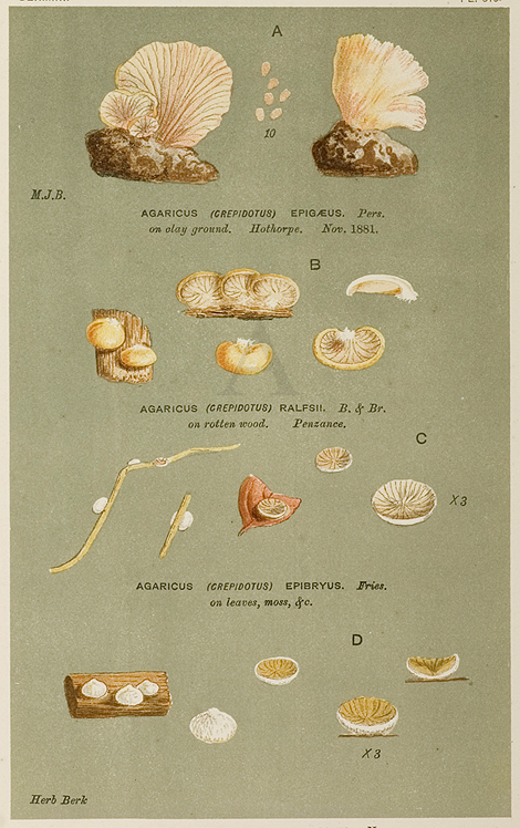 Agaricus (Crepidotus) Pezizoides. - Antique Print from 1880