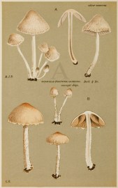 Agaricus (Psathyra) Pennatus.