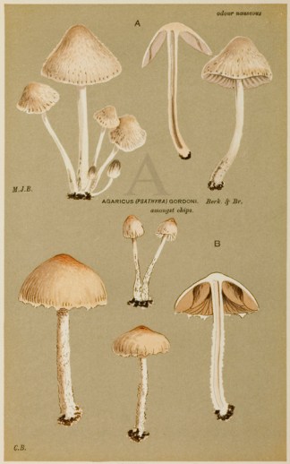 Agaricus (Psathyra) Pennatus. Fruits, Herbs, Medicinal, Spices, Vegetables