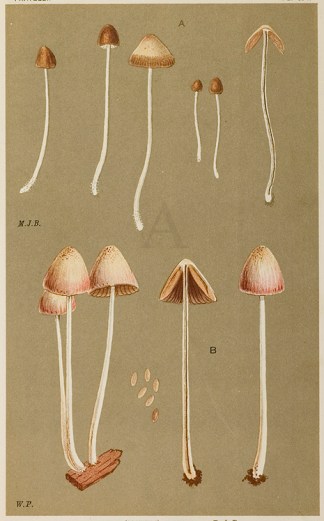 Agaricus (Psathyra) Bifrons. Fruits, Herbs, Medicinal, Spices, Vegetables