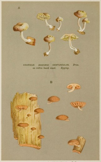 Agaricus (Naucoria) Horizontalis. Fruits, Herbs, Medicinal, Spices, Vegetables