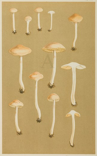 Cortinarius (Myxacium) Pluvius Fruits, Herbs, Medicinal, Spices, Vegetables