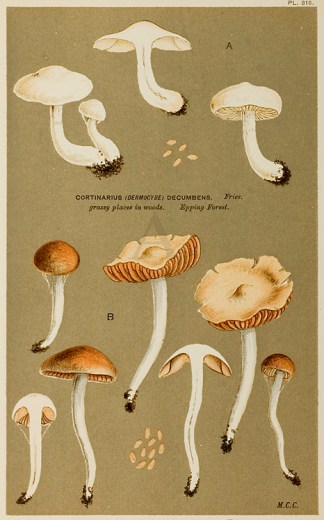 Cortinarius (dermocybe) Diabolicus. Fruits, Herbs, Medicinal, Spices, Vegetables