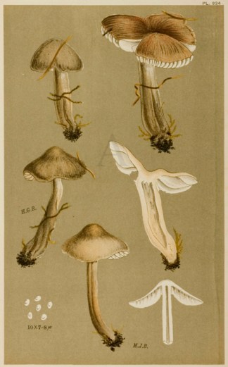Hygrophorus (Hygrocybe) Unguinosus Fruits, Herbs, Medicinal, Spices, Vegetables