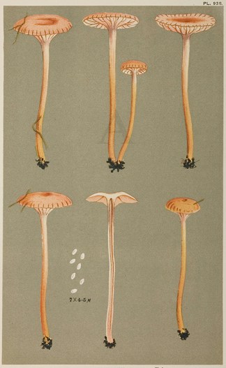 Hygrophorus (Hygrocybe) Laetus. Fruits, Herbs, Medicinal, Spices, Vegetables