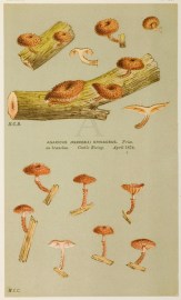 Agaricus (Naucoria) Siparius. Fruits, Herbs, Medicinal, Spices, Vegetables