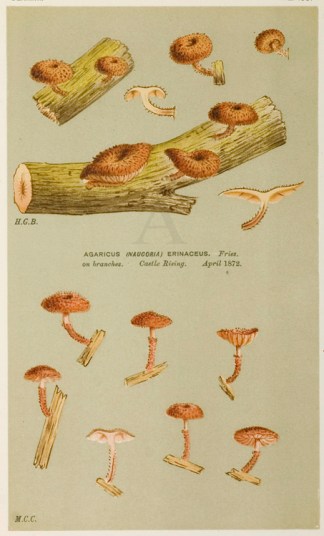 Agaricus (Naucoria) Siparius. Fruits, Herbs, Medicinal, Spices, Vegetables