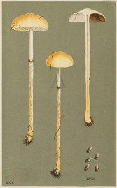 Agaricus (Stropharia) Stercorarius Fruits, Herbs, Medicinal, Spices, Vegetables