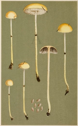 Agaricus (Stropharia) Semi-Globatus Fruits, Herbs, Medicinal, Spices, Vegetables