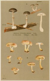 Agaricus (Hypholoma) Punctulatus Fruits, Herbs, Medicinal, Spices, Vegetables