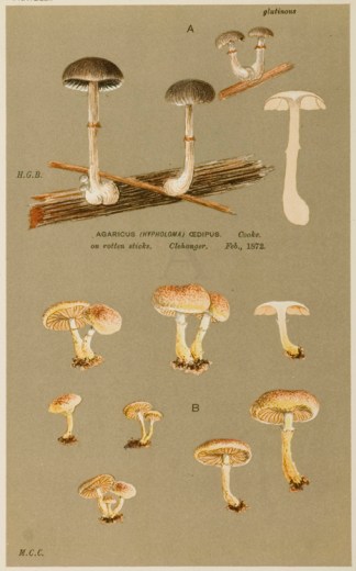 Agaricus (Hypholoma) Punctulatus Fruits, Herbs, Medicinal, Spices, Vegetables