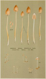 Agaricus (Galera) Minutus. Fruits, Herbs, Medicinal, Spices, Vegetables Agaricus (Galera) Minutus.