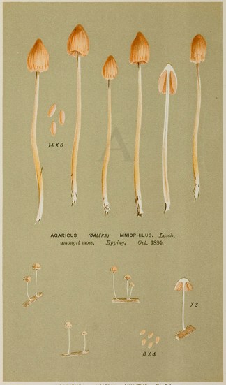 Agaricus (Galera) Minutus. BOTANICALS
