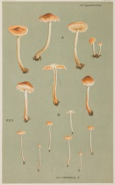 Agaricus (Naucoria) Sobrius. Fruits, Herbs, Medicinal, Spices, Vegetables