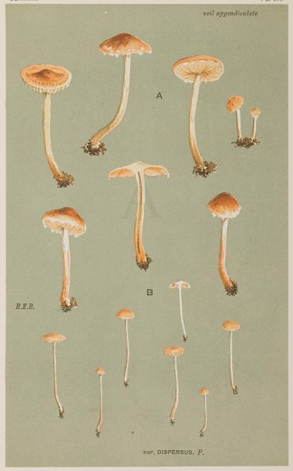 Agaricus (Naucoria) Sobrius. Fruits, Herbs, Medicinal, Spices, Vegetables