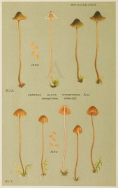 Agaricus (Galera) Rubiginosis. Fruits, Herbs, Medicinal, Spices, Vegetables
