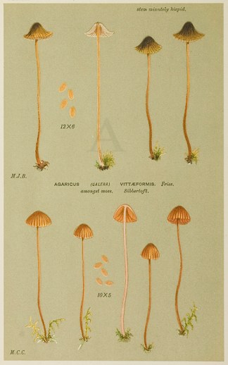 Agaricus (Galera) Rubiginosis. Fruits, Herbs, Medicinal, Spices, Vegetables